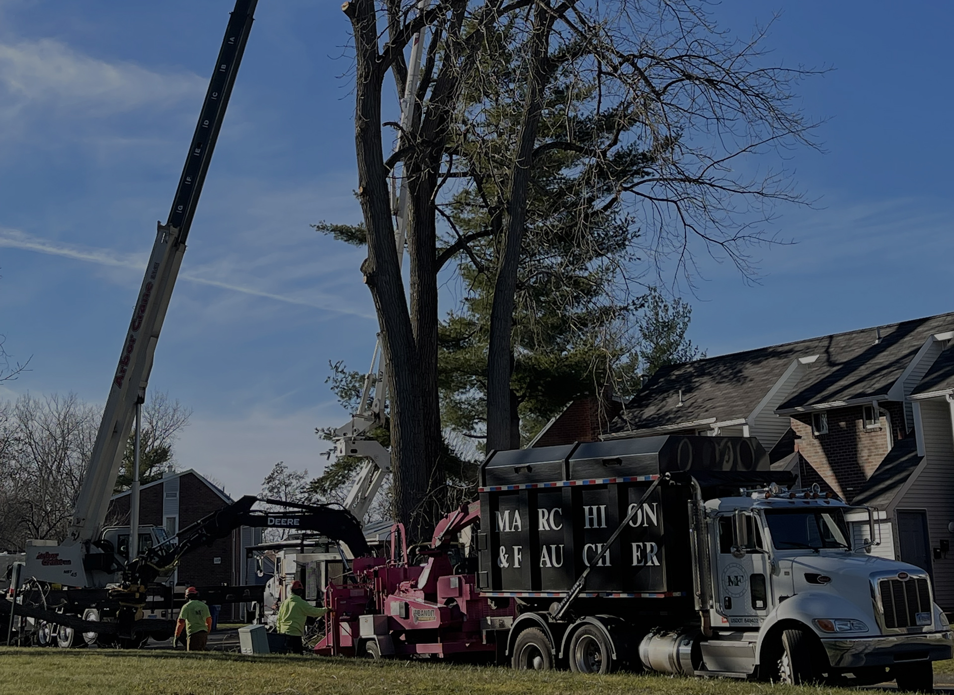 Tree removal in Connecticut