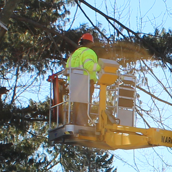 ct tree removal